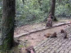 -苏州上方山国家森林公园
