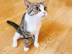 -萌喵咖啡屋(人民东路4号口M16商铺店)