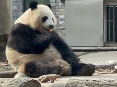 -都江堰中华大熊猫苑