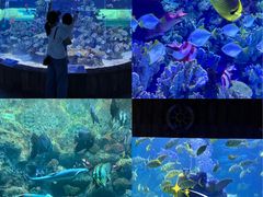 -左海海底世界
