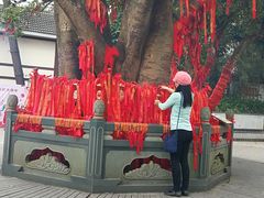 -南宁良凤江国家森林公园