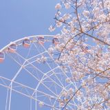 春天的正确打开方式-一起来看场樱花雨吧🌸
