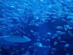 -海合安成都极地海洋公园