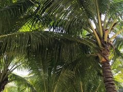 -三亚湾红树林度假世界(木棉酒店)