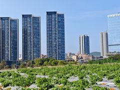 -光明小镇欢乐田园