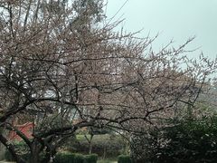 -青羊宫
