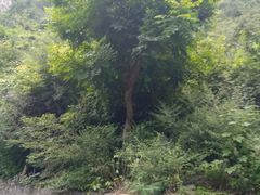-神农山景区