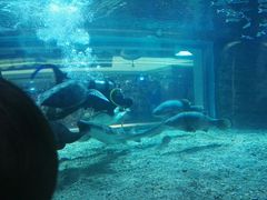 -绍兴梦享海洋公园