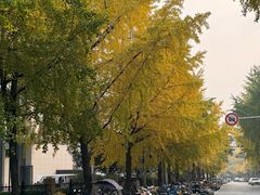 -白家肥肠粉(老东城根街店)