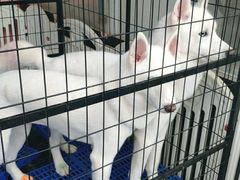 -喵百万·布偶·蓝金金渐层英短·猫舍(百子湾店)