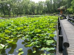 -合肥三国新城遗址公园