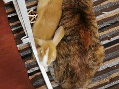 -纳吉亚猫专科动物医院·北北分院