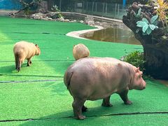 -广州长隆飞鸟乐园