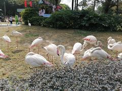-广州长隆飞鸟乐园