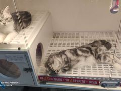 -lincat·猫舍(广州店)