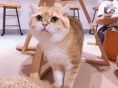 -Heymao猫咖.咖啡厅(东门店)
