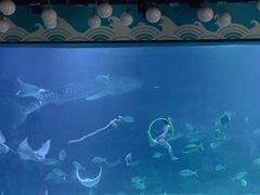 -烟台海昌鲸鲨海洋公园