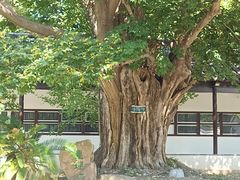 -苏州文庙(姑苏区)