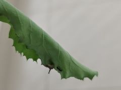 -吉上小哥·牛肉蒸饺.炸串(官庄路口总店)