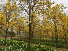 -天适樱花悠乐园