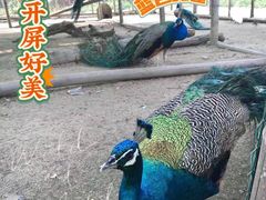 -丹樱生态园