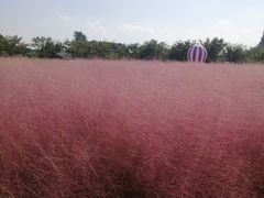 -鹅湖玫瑰文化园