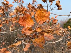 -北京西山国家森林公园