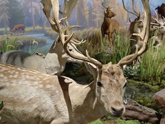 -陕西自然博物馆