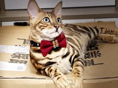 -喵zoo家庭繁育猫舍(尖东智能花园店)