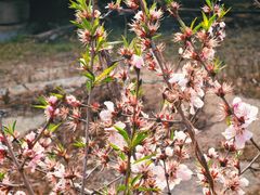 -白水寺森林公园