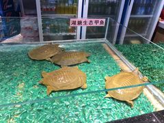 -洪湘记川湘·甲鱼馆(四海凯悦美食广场店)