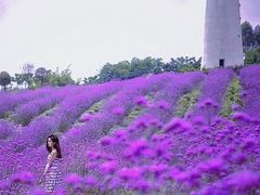 -紫颐香薰山谷景区