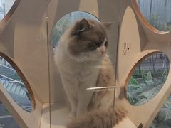 -喵喵咪呀布偶猫咖(春熙路店)
