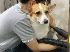 -PETKIT 小佩宠物·低压洗护·美容·寄养(安远店)