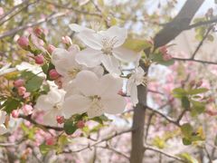 -高东镇樱花园