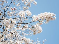-顾村公园