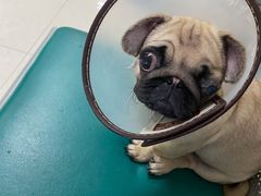 -康旭宠物医院(郑州总院)