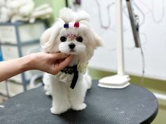 -鑫艺宠物美容培训学校