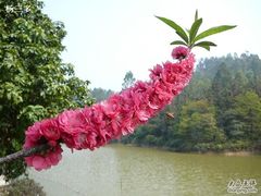 -南国桃园旅游度假区