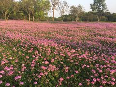-福建鲤鱼洲酒店