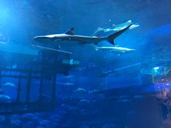 -迪拜水族馆及水下动物园