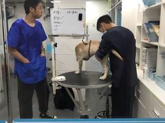 -萌兽医馆·宠物医院·猫骨科(创景店)