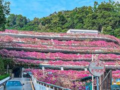-深圳仙湖植物园