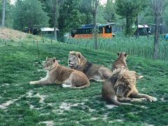 -北京野生动物园