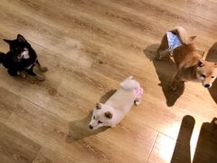 -柴犬小屋·柴餐厅·狗咖食堂(金鼎广场店)