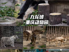 -丁家坡洋芋·观音桥好吃街A区(全国总店)