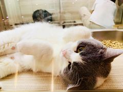 -飞行喵MR PILOT|猫舍·猫咖(静安大融城店)
