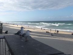 -黄金海岸