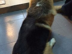 傲雄叮叮宠物美容(嘉善路店)-傲雄·叮叮宠物(新华路店)