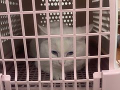 -北京观赏动物医院·24小时大型综合·猫专科·异宠专科